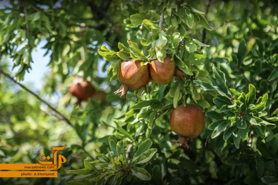 گذری بر انارستان شهر درجزین