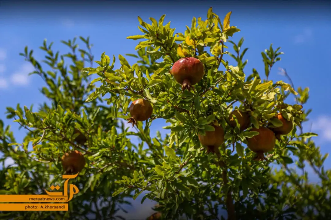 گذری بر انارستان شهر درجزین