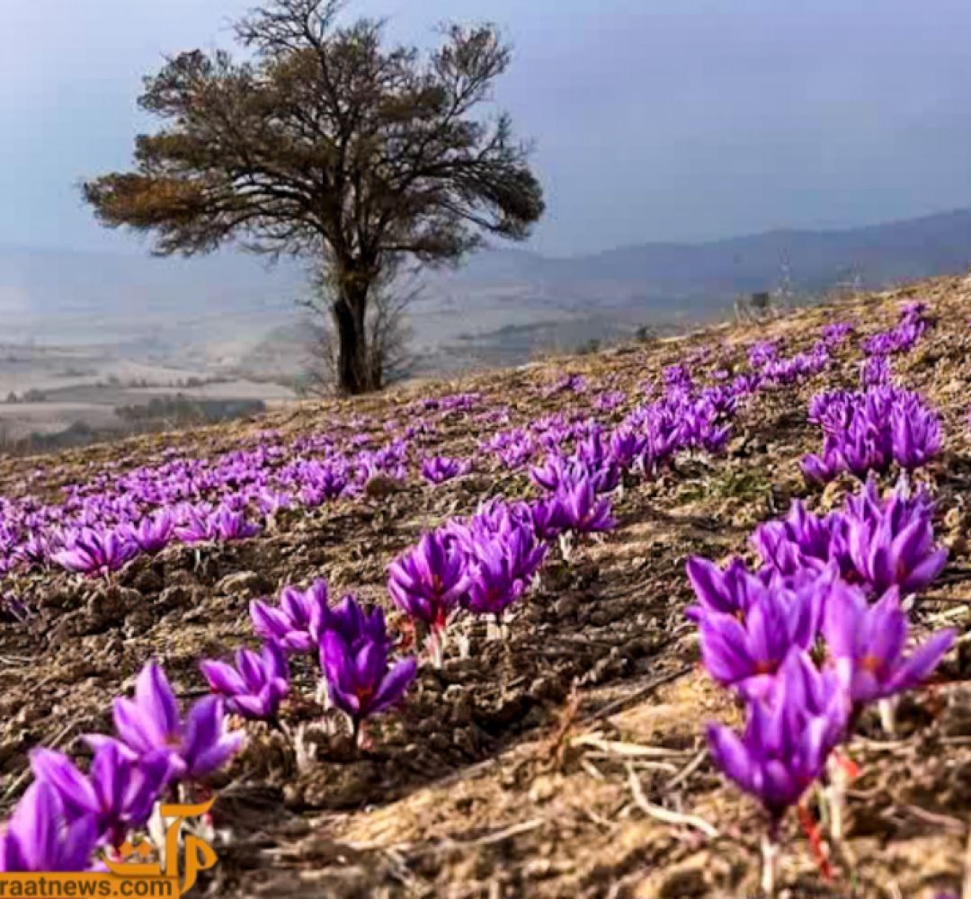 طلای سرخ، امیدی تازه در زمین‌های تشنه سمنان