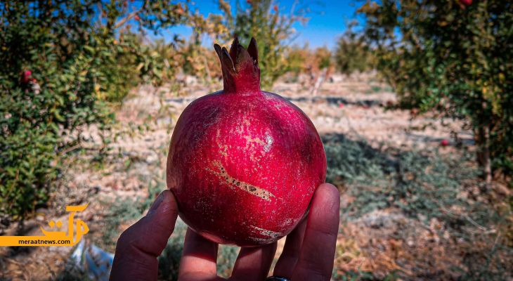 سرخه دیار انار سرخ