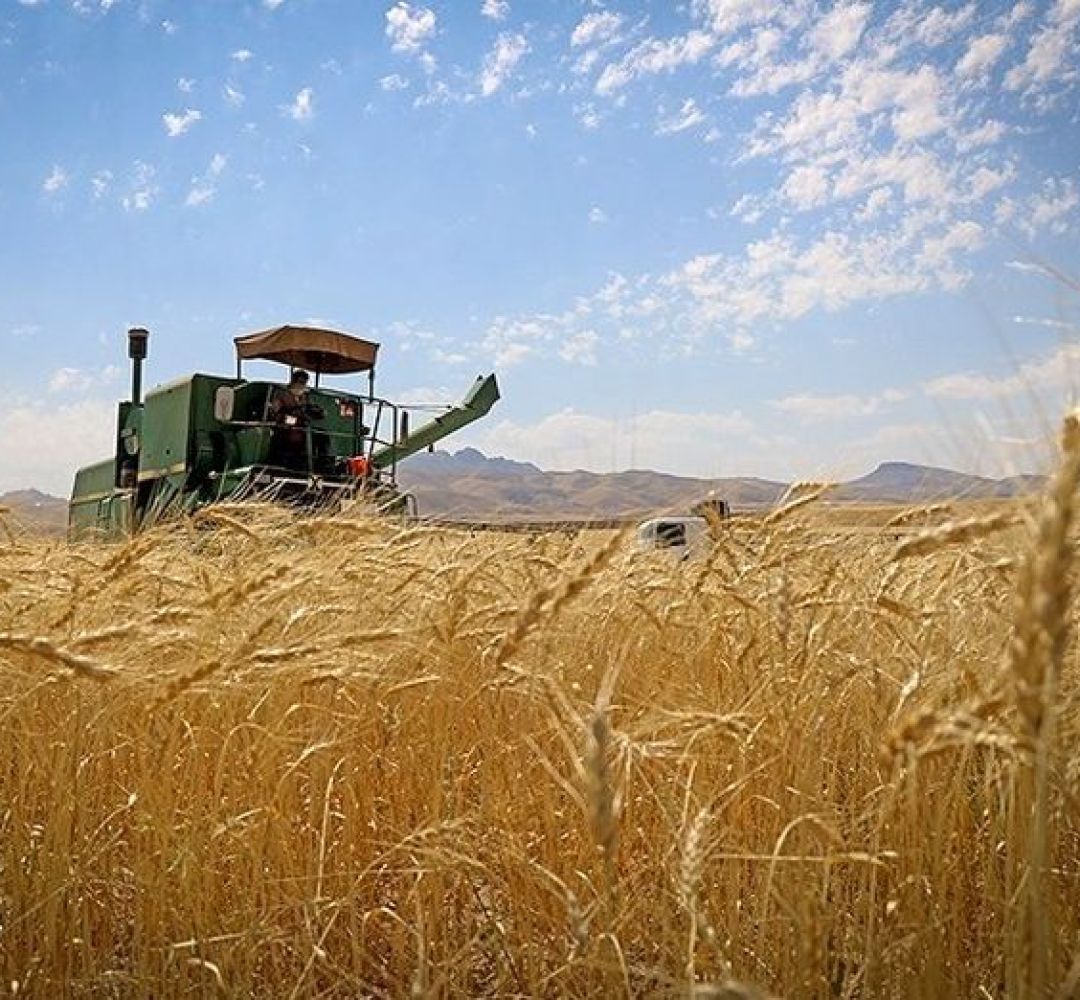 پرداخت مطالبات گندم‌کاران همزمان با خرید تضمینی