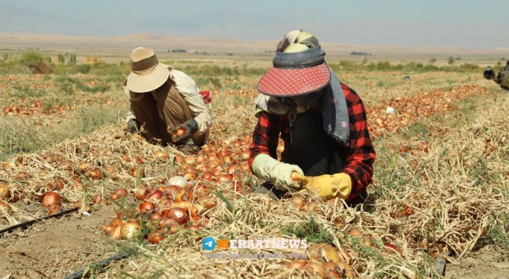 برداشت پیاز از دل خاک ابراهیم‌آباد