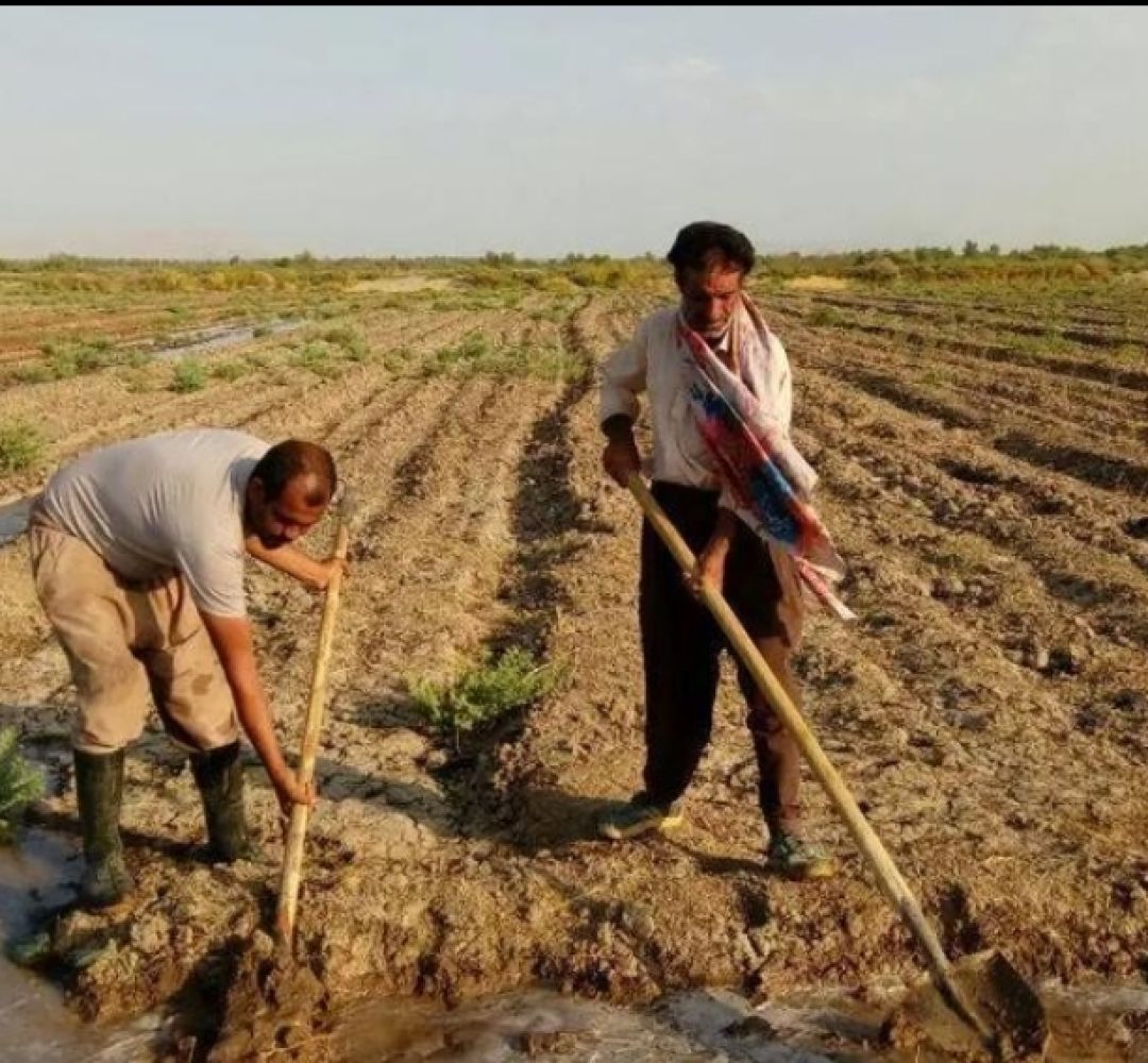اقتصاد آب؛ حلقه مفقوده اصلاح الگوی کشت