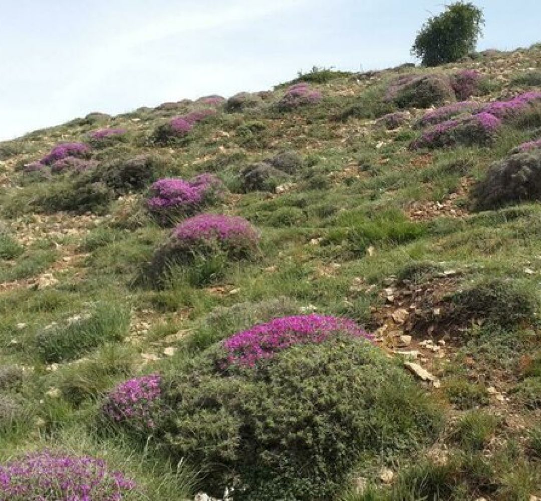 ۱۰۰ هکتار از مراتع رضاآباد بذرپاشی شد