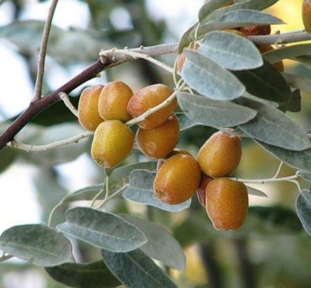 سنجد شاهرود؛ ظرفیت مغفول برای رونق اقتصاد روستا