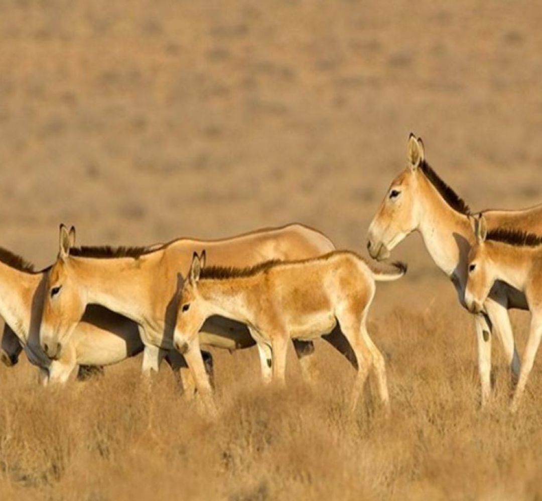 رگ حیات طبیعت سمنان در گروگان بی‌آبی است
