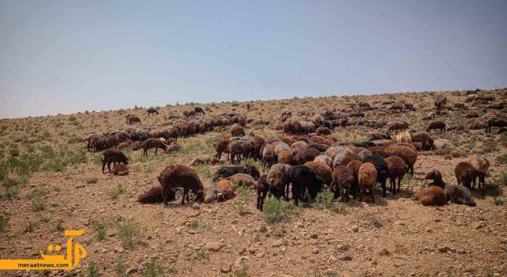 عشایر سرخه در دل طبیعت «اَشنی»