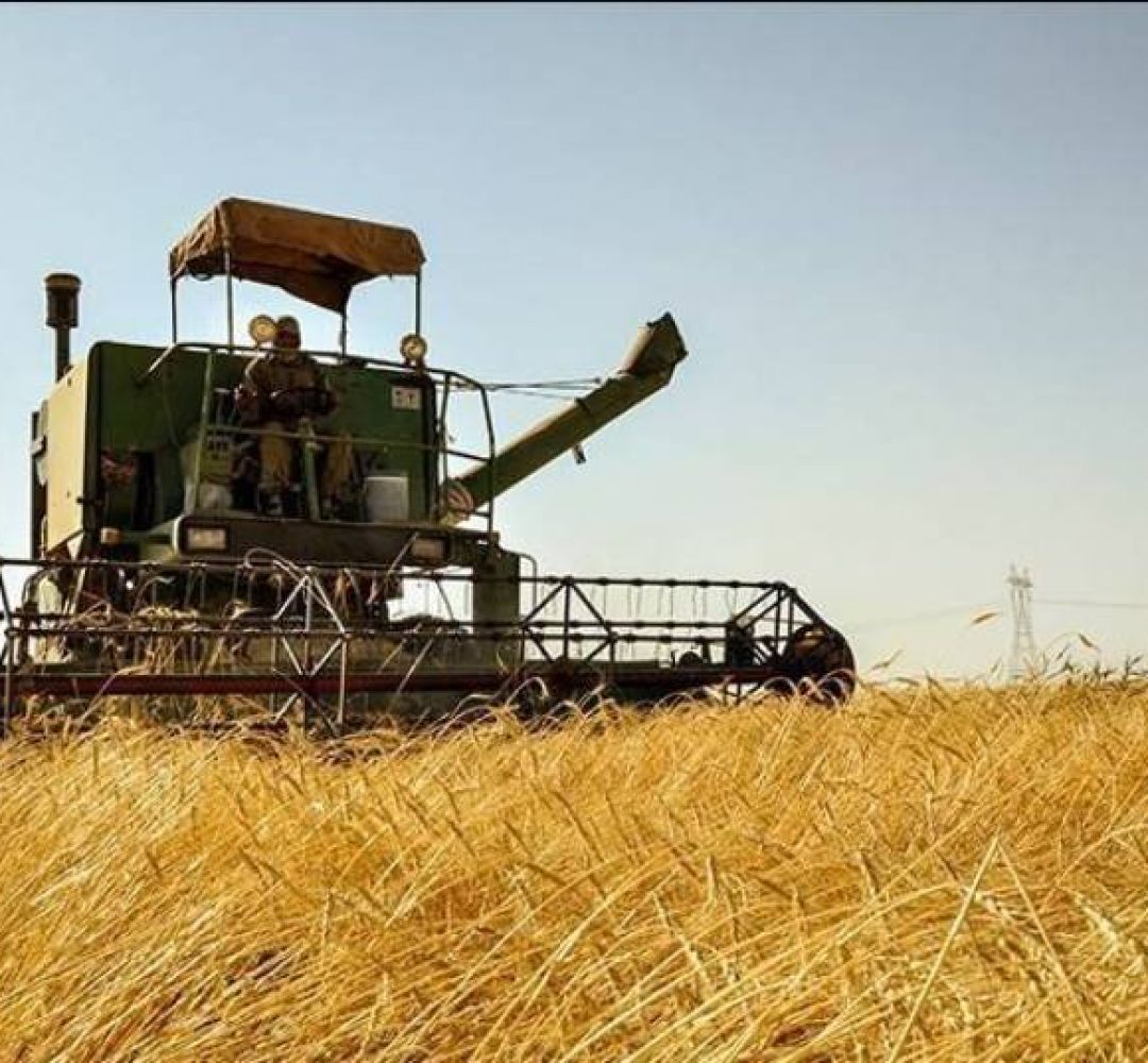 واریز ۱۲ درصدی مطالبات گندمکاران استان سمنان
