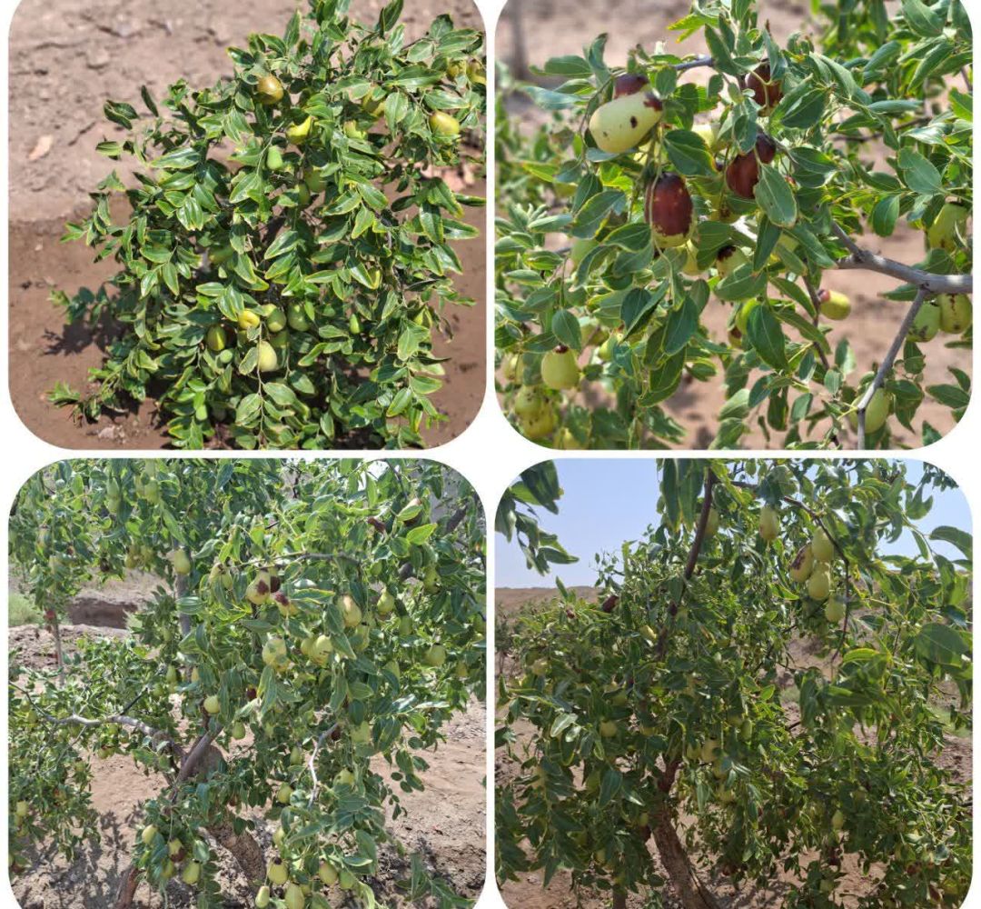 عناب اوکراینی؛ مهمان تازه باغ‌های روستای بکران