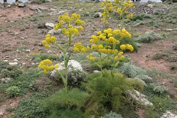 آغاز برداشت باریجه در مراتع فرومد