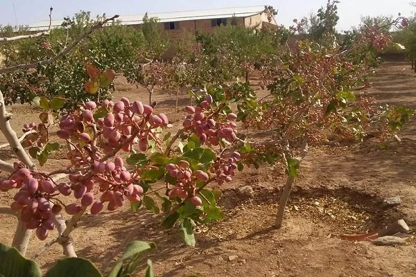 خسارت ۵۳۰ میلیاردریالی به پسته‌ کاران امیرآبادی