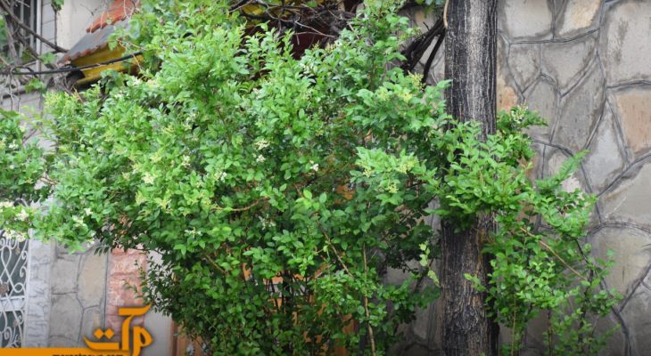 گذری بر نگین سبز قومس